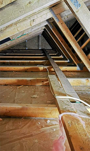 mold in attic