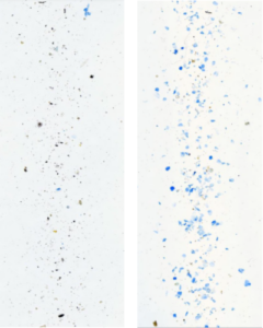trace image for the sporecyte report